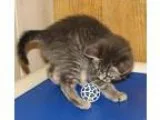 Adopt Taggart (baby boy) a Domestic Short Hair