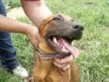 Adopt Marion a German Shepherd Dog