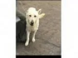 Adopt Ace a White German Shepherd German Shepherd Dog
