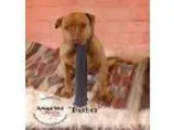 Adopt Dasher a Pit Bull Terrier