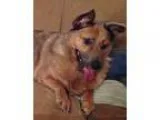 Adopt shay shay a Golden Retriever Shepherd