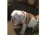 Puppies for sale