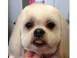 Adopt Bijou and Bonsi a Bichon Frise Shih Tzu