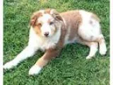 Adopt Jake and Jacob a Domestic Long Hair - gray and white Ragdo