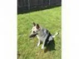 Adopt Jayden a German Shepherd Dog