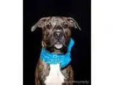 Adopt Oscar a Brindle Labrador Retriever  American Pit Bull Terr