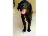 Adopt Pongo - in Maine a Border Collie
