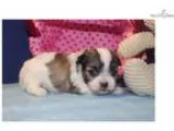 Pickles Beautiful Female CKC Malshi