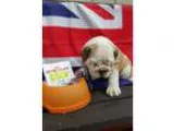 English bull dog puppy