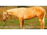 Stunning Palomino &quotMachine Made&quot mare