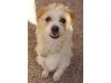 Adopt Orville a Terrier