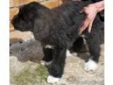 Sunscreen - Male Domestic Mediumhair