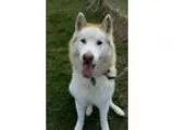 Adopt Ghost a Husky Siberian Husky