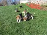 BEAGLE PUPPIES Beagle Puppies 8 weeks old. Ready to leave their 