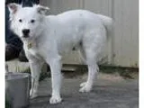 Adopt Cotton a White Australian Shepherd  Mixed dog in Cincinnat