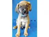 Adopt Parker (Oswego) a Australian Shepherd Labrador Retriever