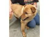 Adopt Odie a RedGoldenOrangeCh estnut Husky  German Shepherd Dog