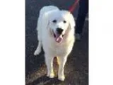 Adopt Vixen a Great Pyrenees