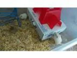 Adopt Gerbils (2) a Gerbil
