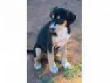 Adopt Coonhound Baby Boy a Coonhound