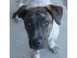 Adopt Belle a RedGoldenOrangeCh estnut Australian Cattle Dog  Mi