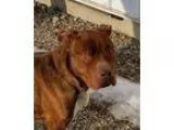 Adopt Mac a BrownChocolate - with White American Staffordshire T