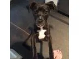 Adopt Harley a Black - with White Boxer  Miniature Pinscher  Mix
