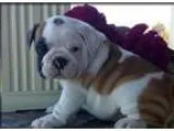 Cute english bulldog puppies for sale