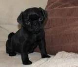 Teyetetye 10KS OLD Two Pug Pups Available For U