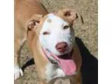 Adopt Brandi a Labrador Retriever