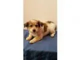 Adopt Lila a Australian Cattle Dog (Blue Heeler)