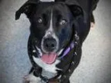 Adopt Abigail a Corgi