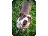 Adopt Patches a Australian Cattle Dog (Blue Heeler) Shar Pei