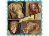 Adopt Travolta a Labrador Retriever Chocolate Labrador Retriever