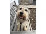 Adopt Benji a TanYellowFawn Terrier (Unknown Type Small)  Mixed 