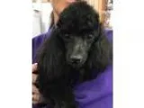 Adopt Brittany a Toy Poodle  Mixed dog in Colorado Springs CO (1