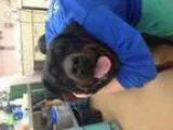 Adopt Ruby a Rottweiler