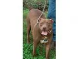 Adopt Oakley a Pit Bull Terrier Bullmastiff