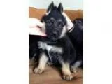 Gener German Shepherd puppies for adoption