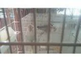 Adopt 2Love Buddies a Blue Lovebird bird in Vancouver BC (150800