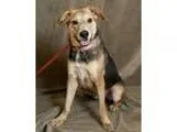 Adopt Hopper a Treeing Walker Coonhound Shepherd