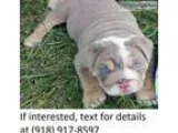 Adorable english bulldog pups sale