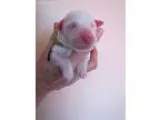 shiba inu puppies for 