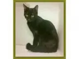 Adopt Gershwin Pampa a Domestic Medium Hair Oriental Short Hair