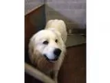 Adopt Polar a White - with Gray or Silver Great Pyrenees  Mixed 