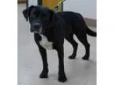 Adopt Rescue Mo a Black - with White Labrador Retriever  Mixed d