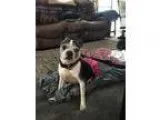 Adopt Gracie Gabriella a Black - with White Boston Terrier  Mixe