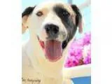 Adopt Zip a Bull Terrier Border Collie