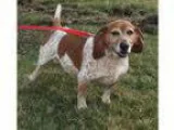 Adopt Payton a Beagle Basset Hound