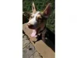 Adopt Stetson a Husky Cattle Dog